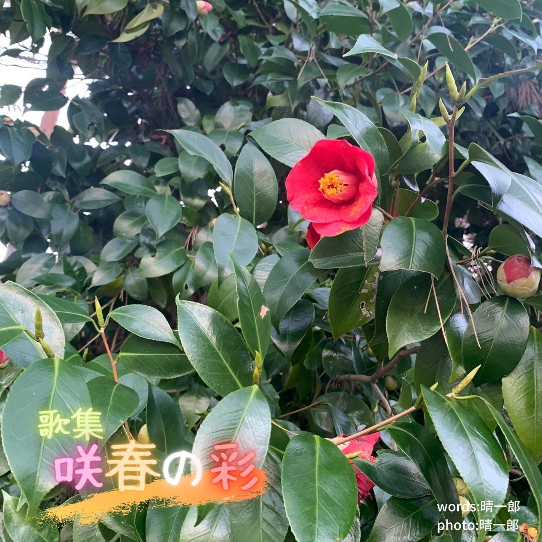 007咲春の彩 表紙