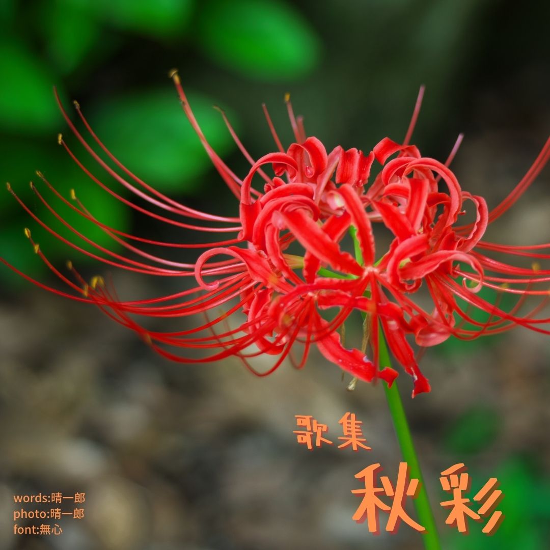 014秋彩 表紙