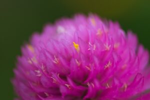 SHOT20211008MACROーセンチコウーIMG_2333