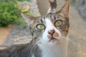 SHOT20211010猫IMG_5920