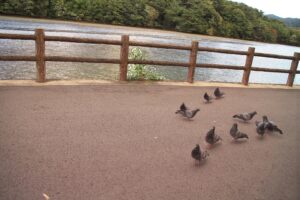 SHOT20211018ハトの軌跡IMG_8893_composite20211017191431