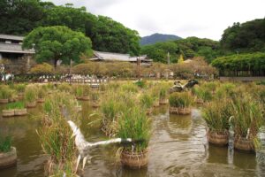 SHOT20211019アオサギの軌跡IMG_8636_composite20211017193518