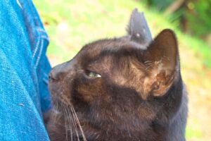 SHOT20211023膝乗り猫IMG_8944