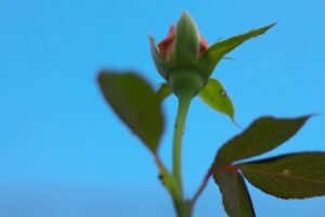 SHOT20211025希望の花開く時IMG_6329