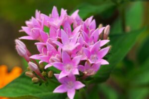 SHOT20211030MACRO－ペンタス－IMG_6248