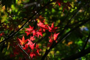 SHOT20211104紅葉IMG_1846