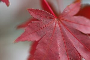 SHOT20211106MACRO－紅葉－IMG_2068