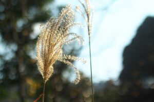 SHOT20211116ススキIMG_1752