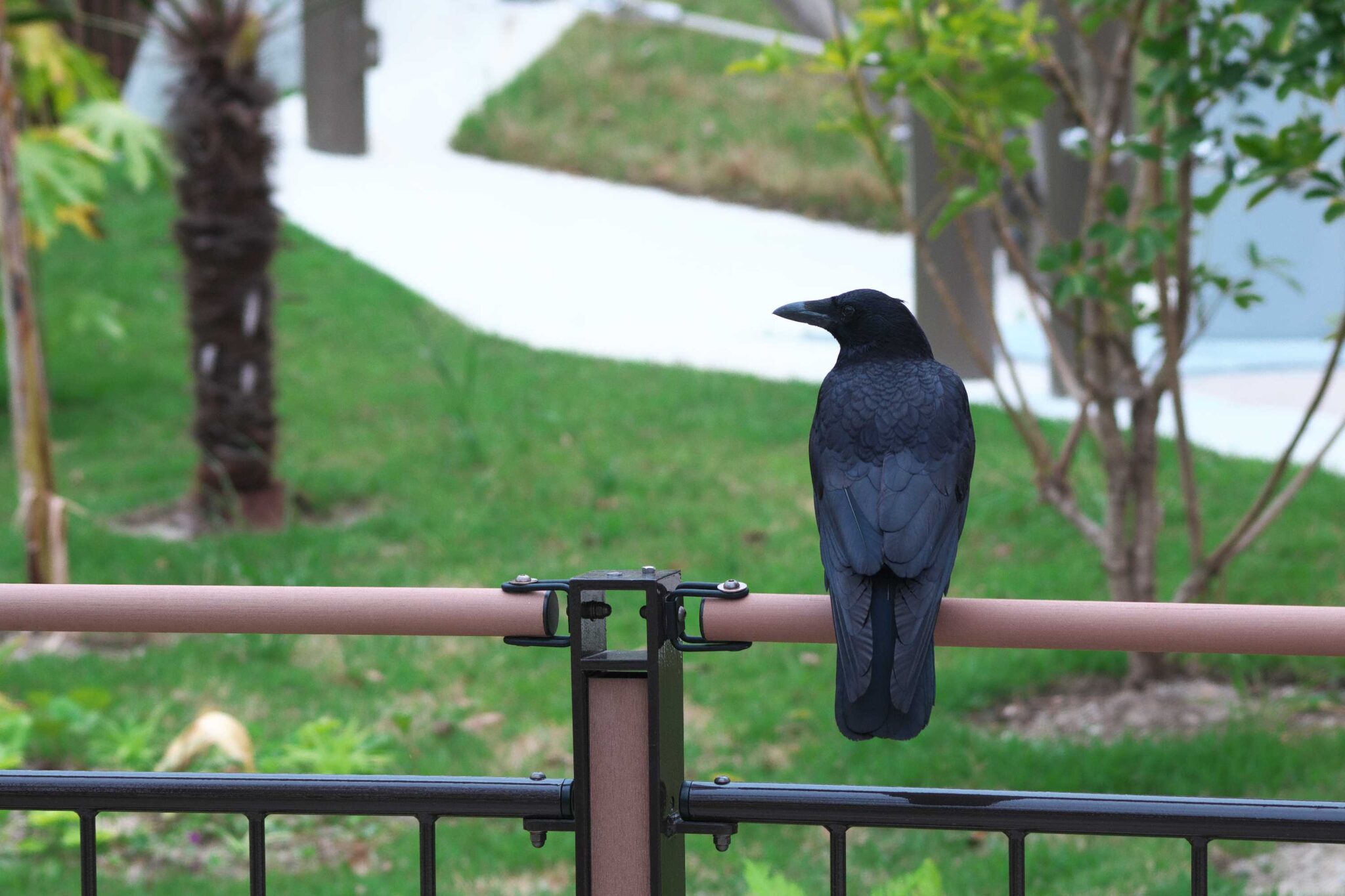 彼も一員IMG_5384