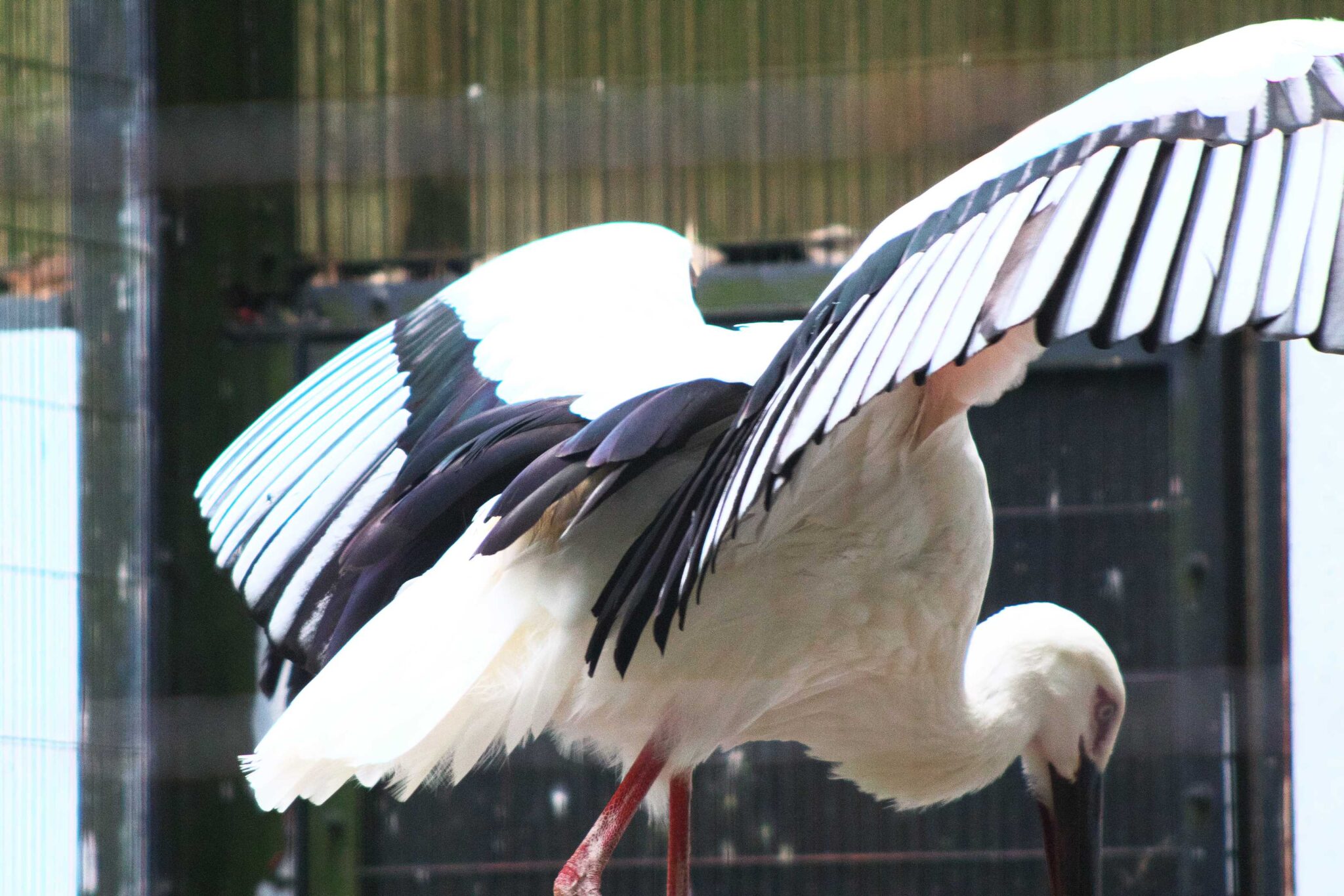 IMG_5713カーテンコール（コウノトリ）