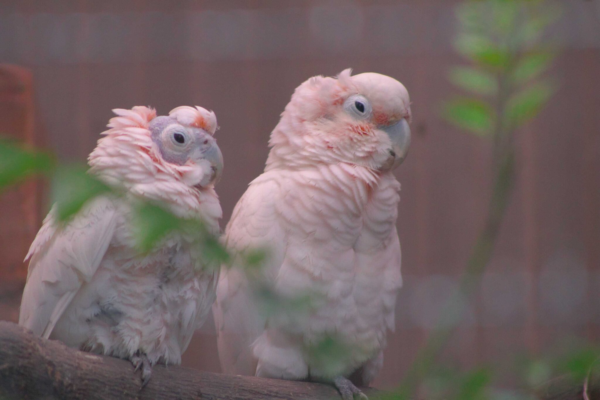IMG_6043共に白髪の抜けるまで（モモイロインコ）