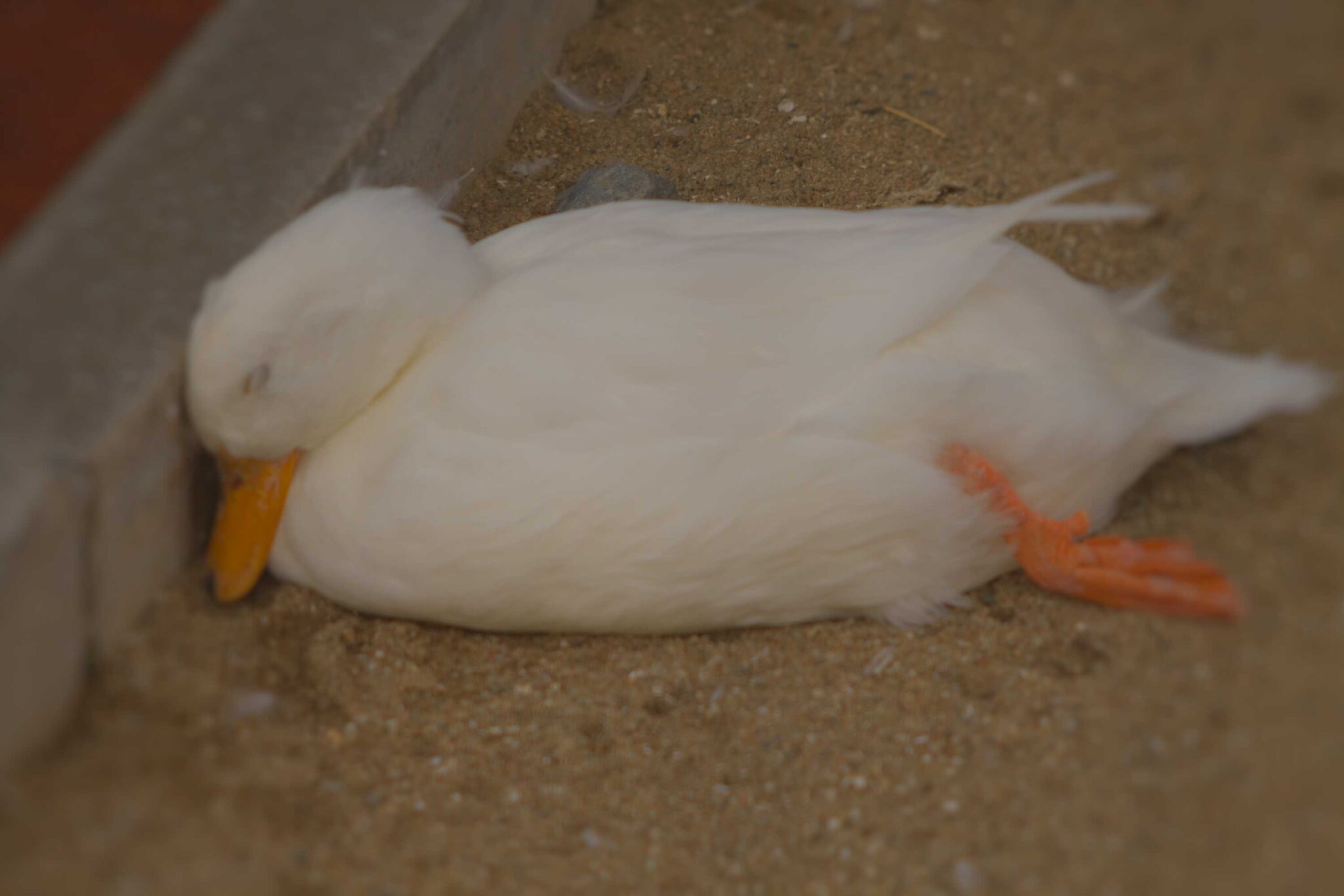 LZ010アヒル01IMG_0607