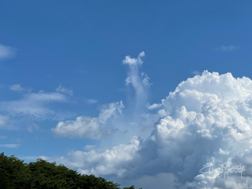 mfs017_01_44IMG_6842昇る龍神